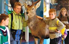 Kids with a deer at Information Center National Park Bavarian Forest